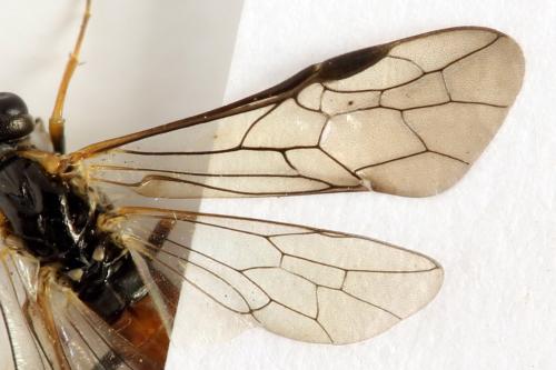 Strongylogaster mixta