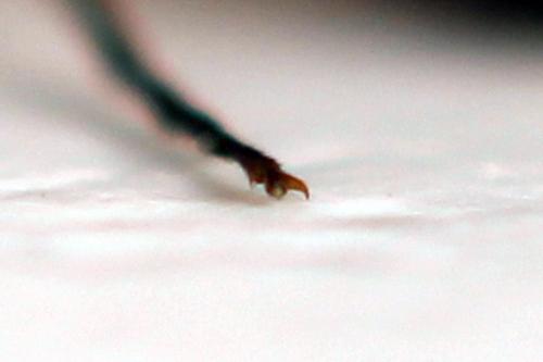 Strongylogaster mixta