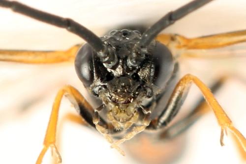 Strongylogaster mixta