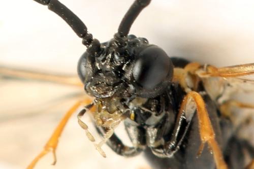 Strongylogaster mixta