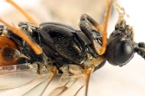 Strongylogaster mixta