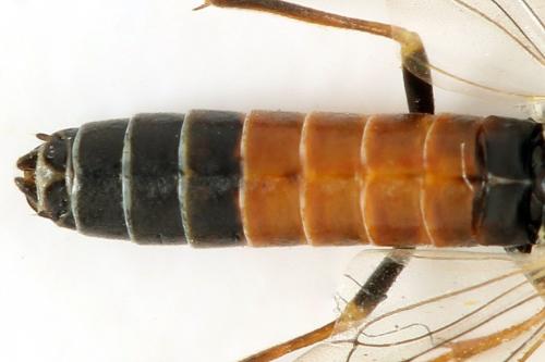 Strongylogaster mixta