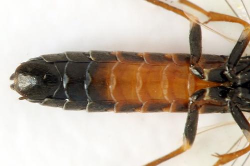 Strongylogaster mixta