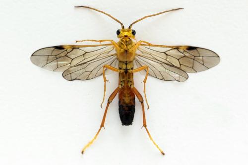 Tenthredopsis litterata