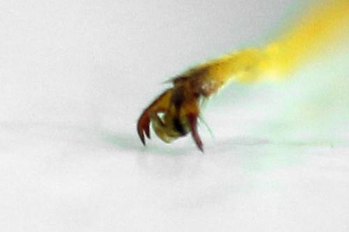 Tenthredopsis litterata