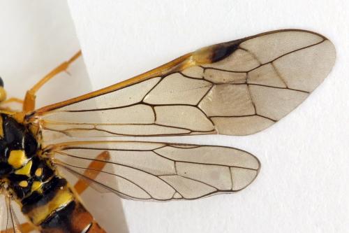 Tenthredopsis litterata