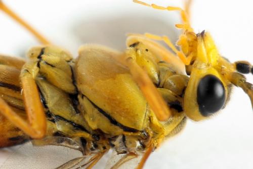Tenthredopsis litterata