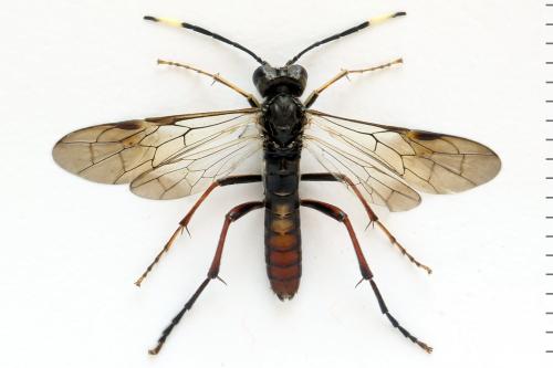 Réf. 331 764 : Tenthredo livida