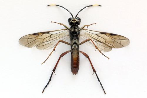 Réf. 331 765 : Tenthredo livida