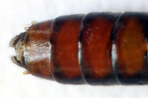 Réf. 331 781 : Tenthredo livida