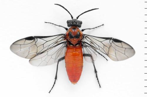 Dolerus triplicatus