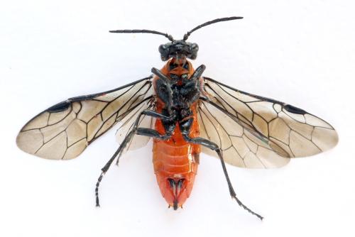 Dolerus triplicatus