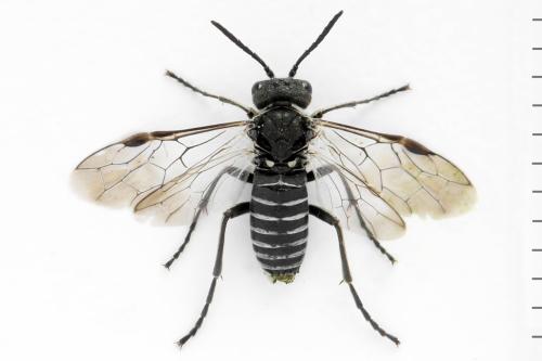 Sciapteryx consobrina