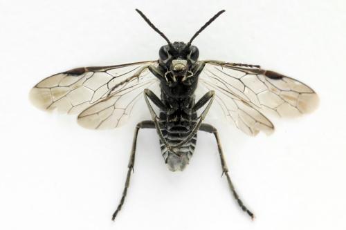 Sciapteryx consobrina