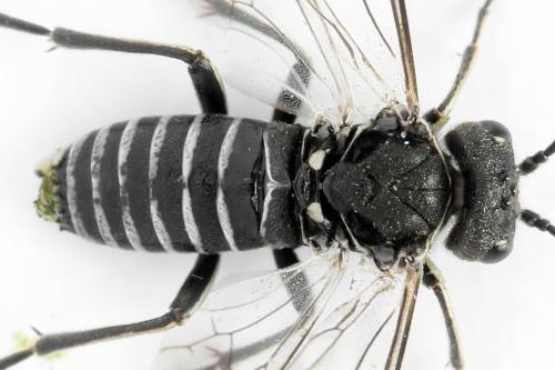 Sciapteryx consobrina