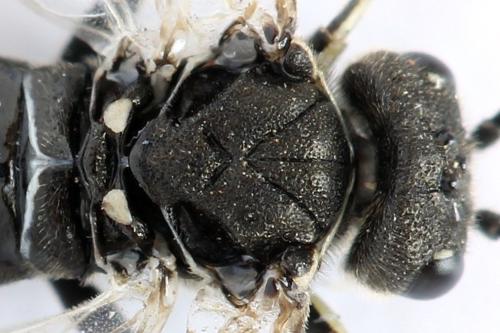 Sciapteryx consobrina