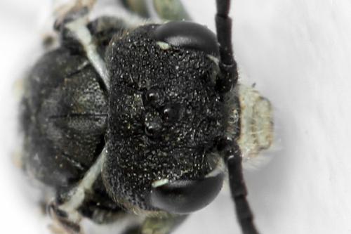 Sciapteryx consobrina