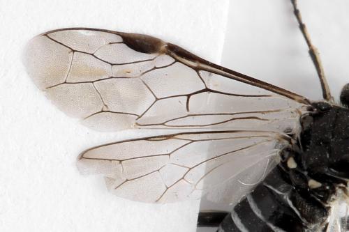 Sciapteryx consobrina