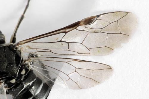 Sciapteryx consobrina