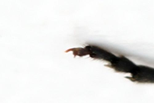 Sciapteryx consobrina