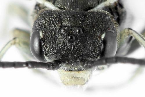 Sciapteryx consobrina