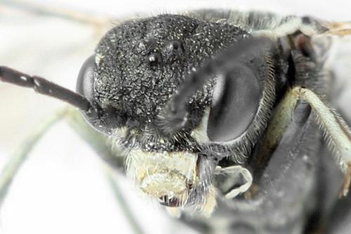 Sciapteryx consobrina