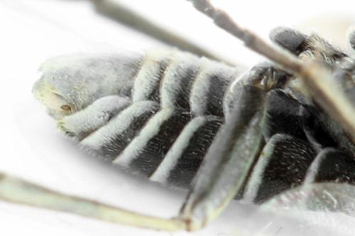 Sciapteryx consobrina