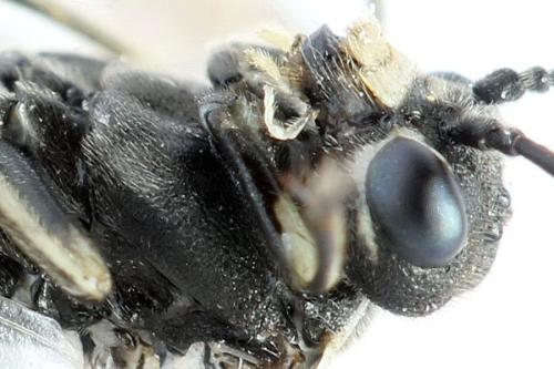 Sciapteryx consobrina