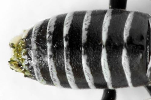 Sciapteryx consobrina