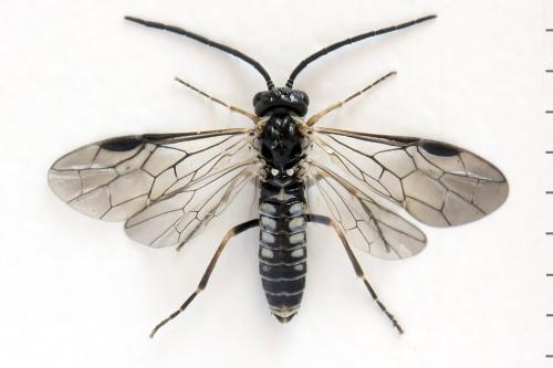 Empria sp.