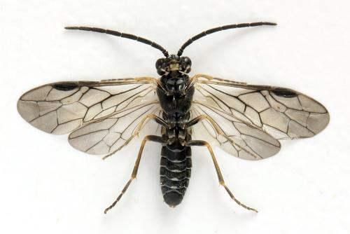 Empria sp.