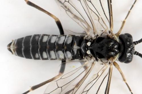 Empria sp.