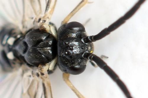 Empria sp.