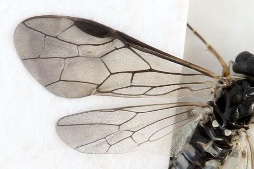 Empria sp.