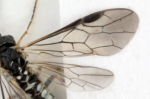 Empria sp.