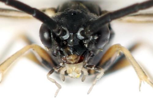 Empria sp.