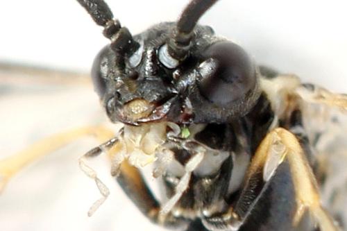 Empria sp.
