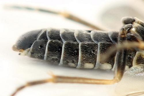 Empria sp.