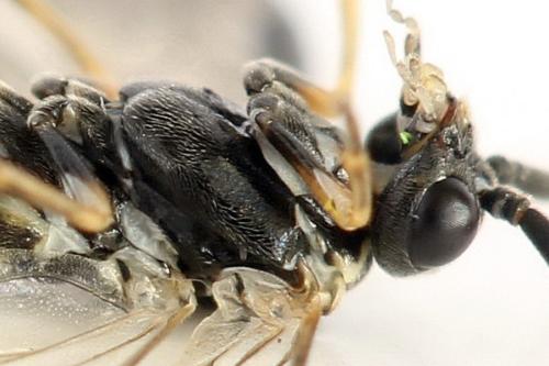 Empria sp.