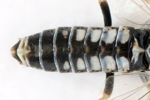 Empria sp.