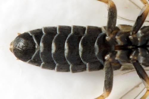 Empria sp.