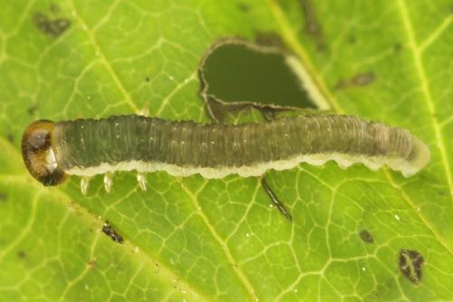 Tenthredo velox
