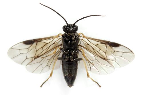 Priophorus brullei