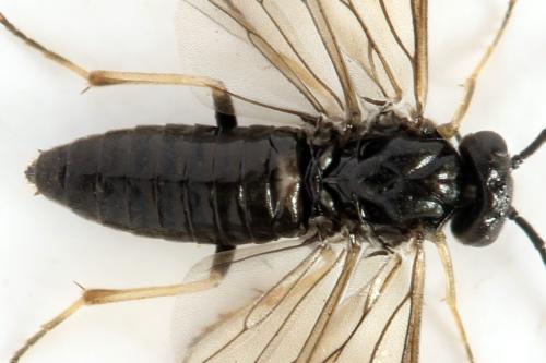 Réf. 331 272 : Priophorus brullei