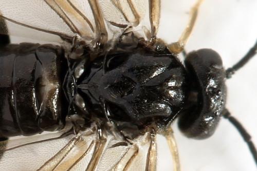 Priophorus brullei