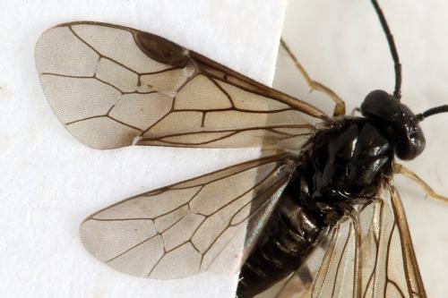 Priophorus brullei
