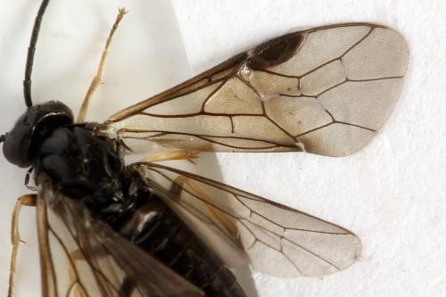 Priophorus brullei
