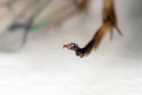 Priophorus brullei