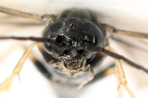 Réf. 331 278 : Priophorus brullei