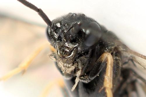 Priophorus brullei
